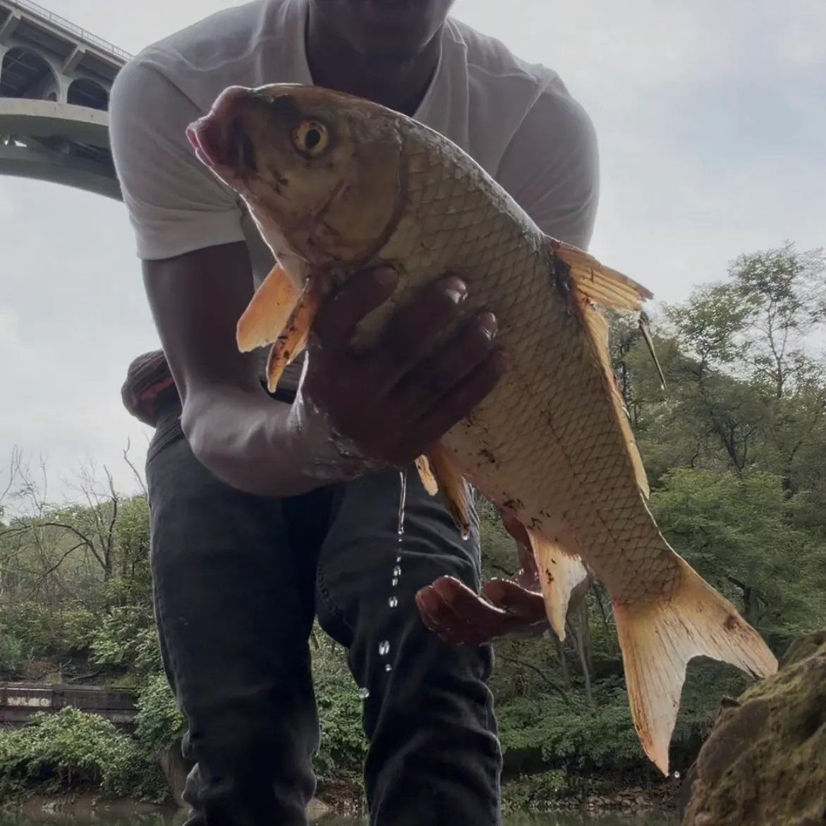 The most recent Quillback catches on Fishbrain