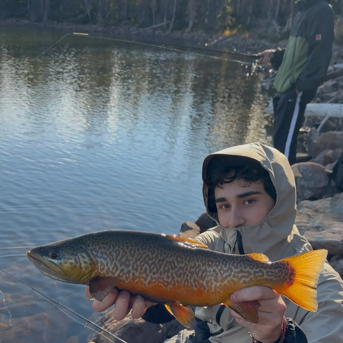 The most recent Tiger trout catches on Fishbrain