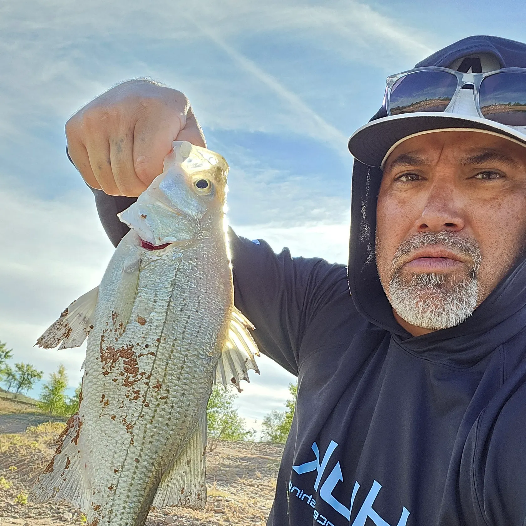 White bass caught on Fishbrain