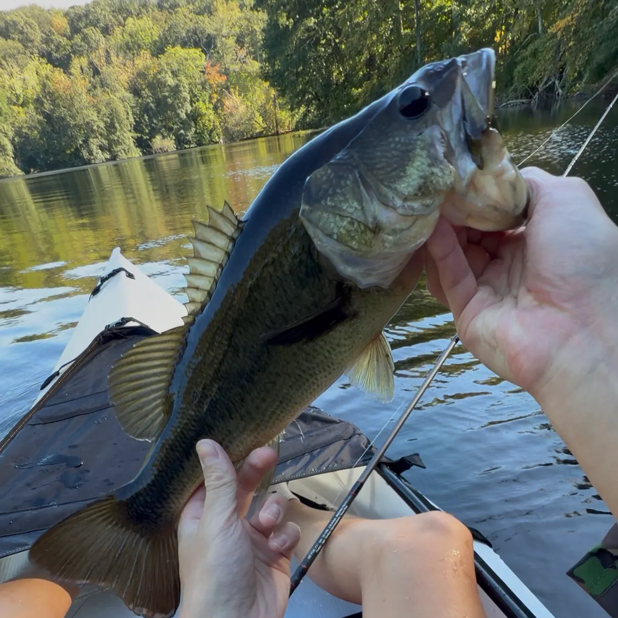 Largemouth bass caught on Fishbrain