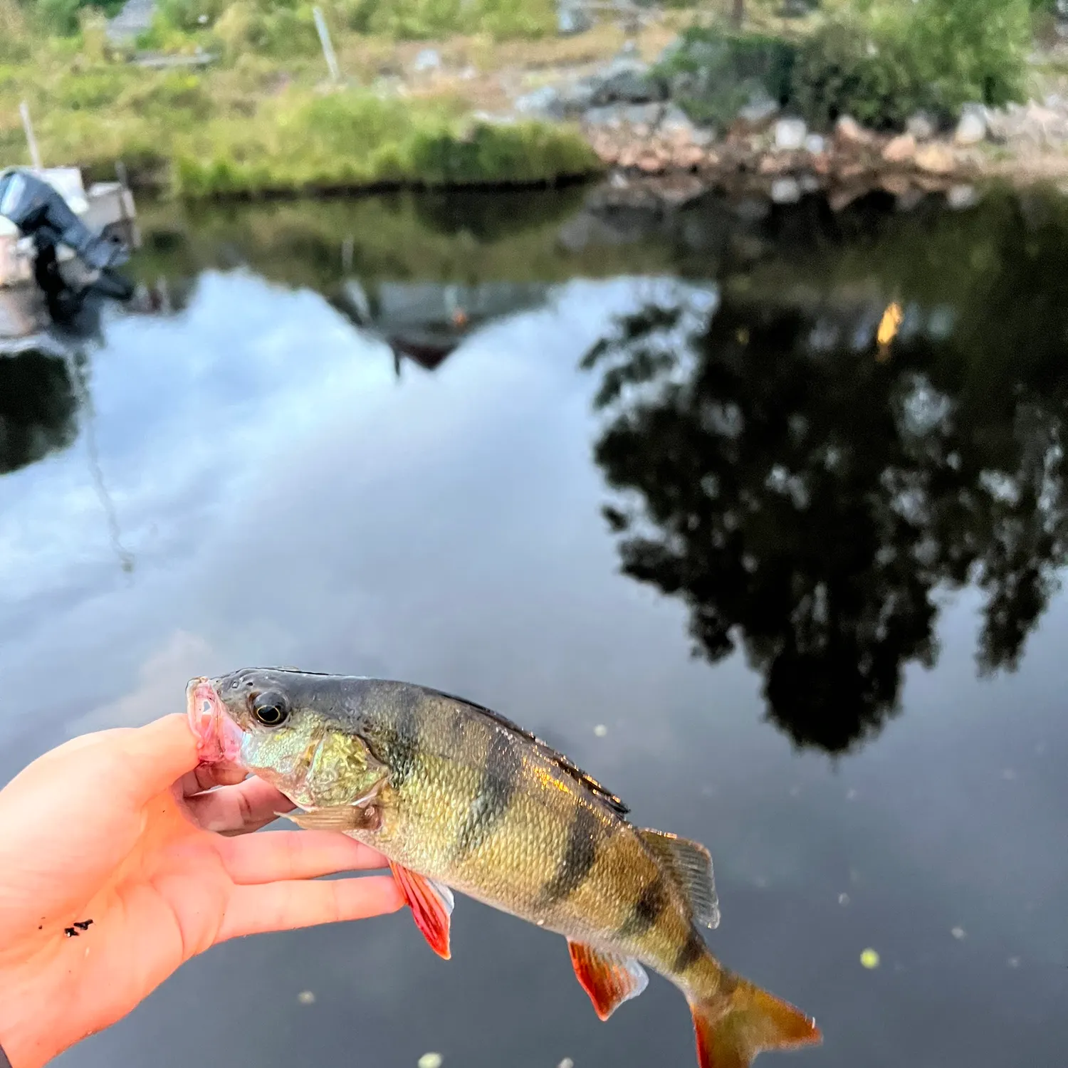 European perch caught on Fishbrain