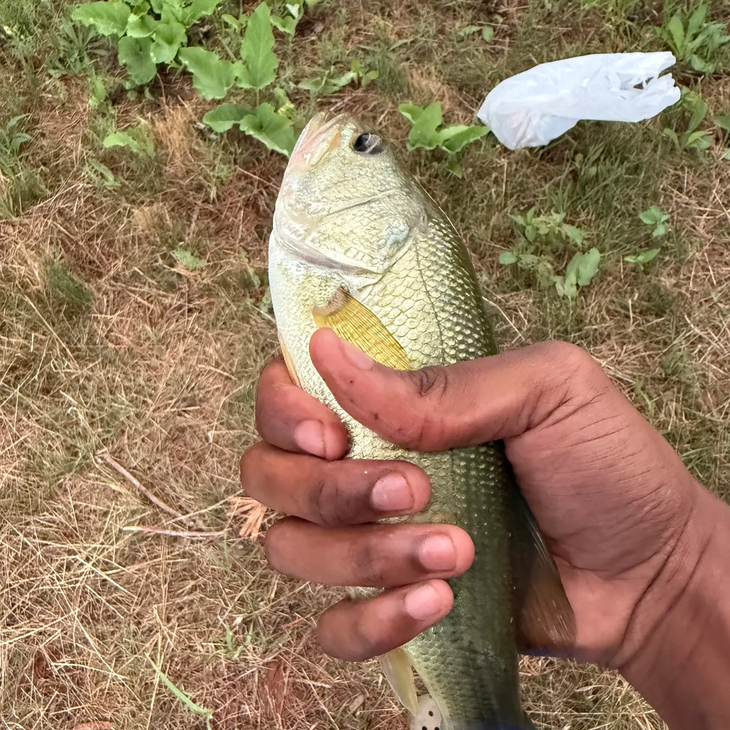 Fish caught on Fishbrain