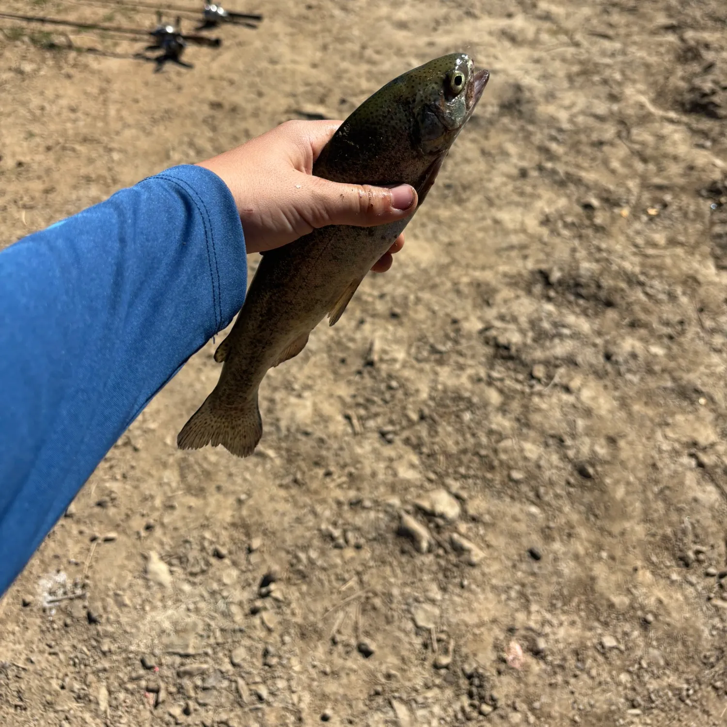 Rainbow trout caught on Fishbrain