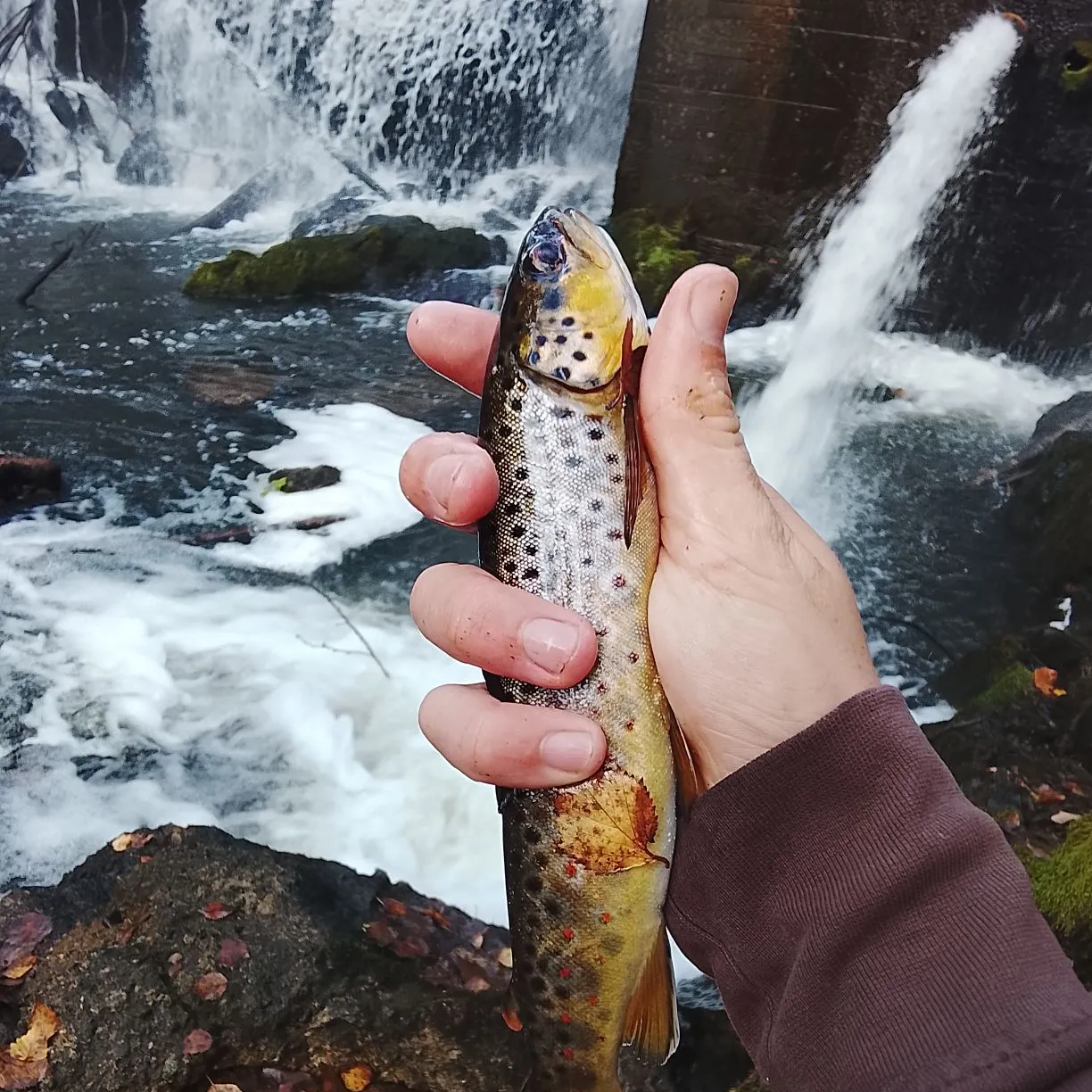 Brown trout caught on Fishbrain