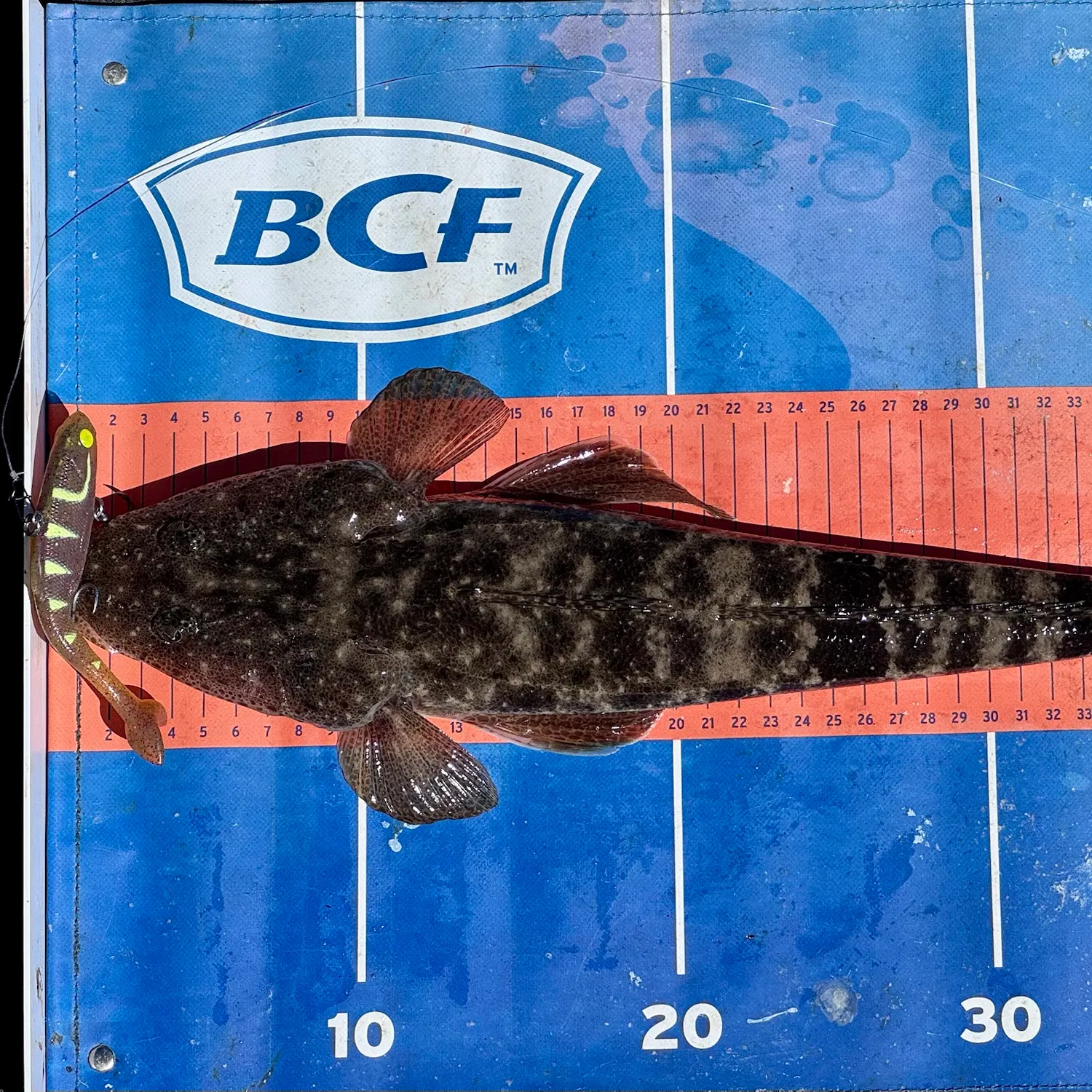 Dusky flathead caught on Fishbrain