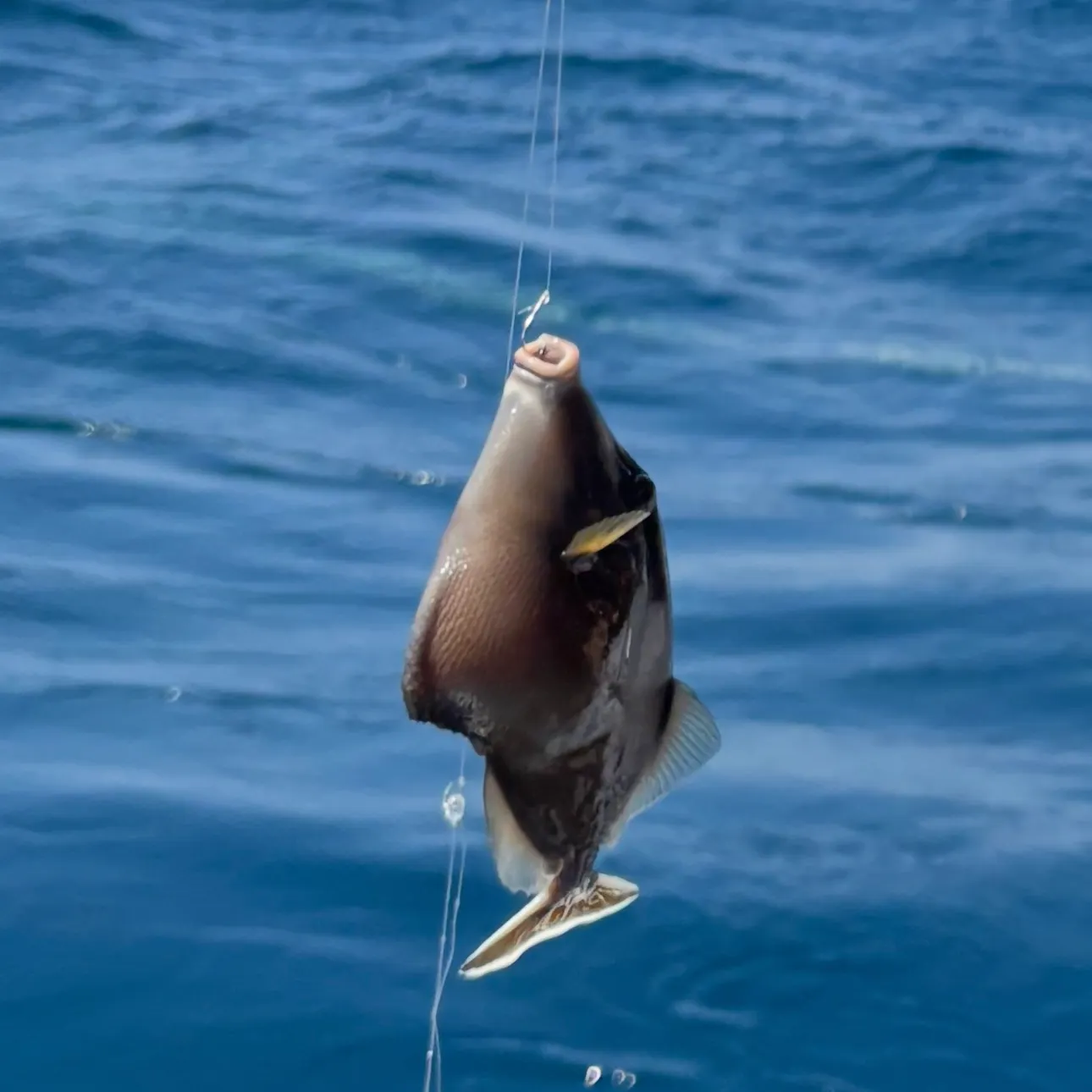 The most recent Striped triggerfish catches on Fishbrain