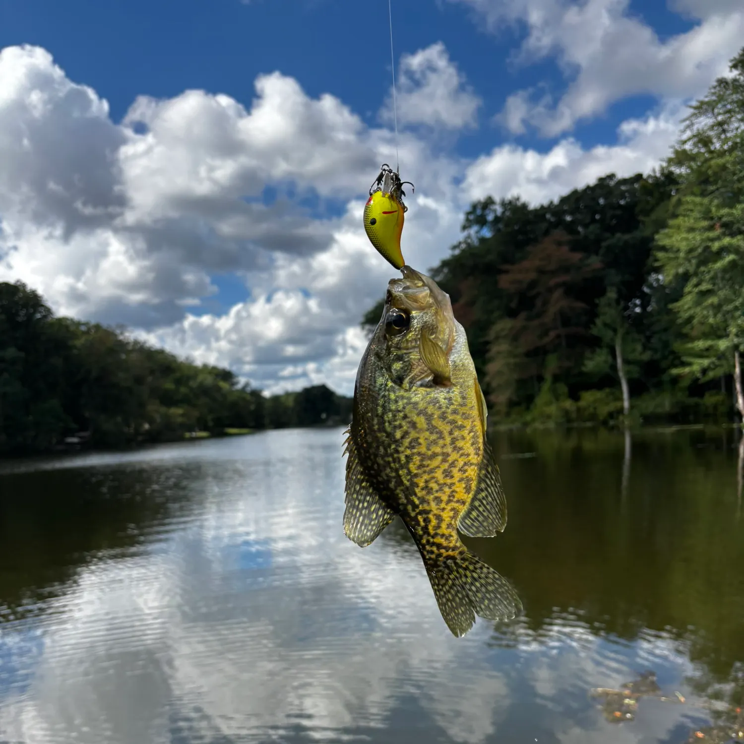 Fish caught on Fishbrain