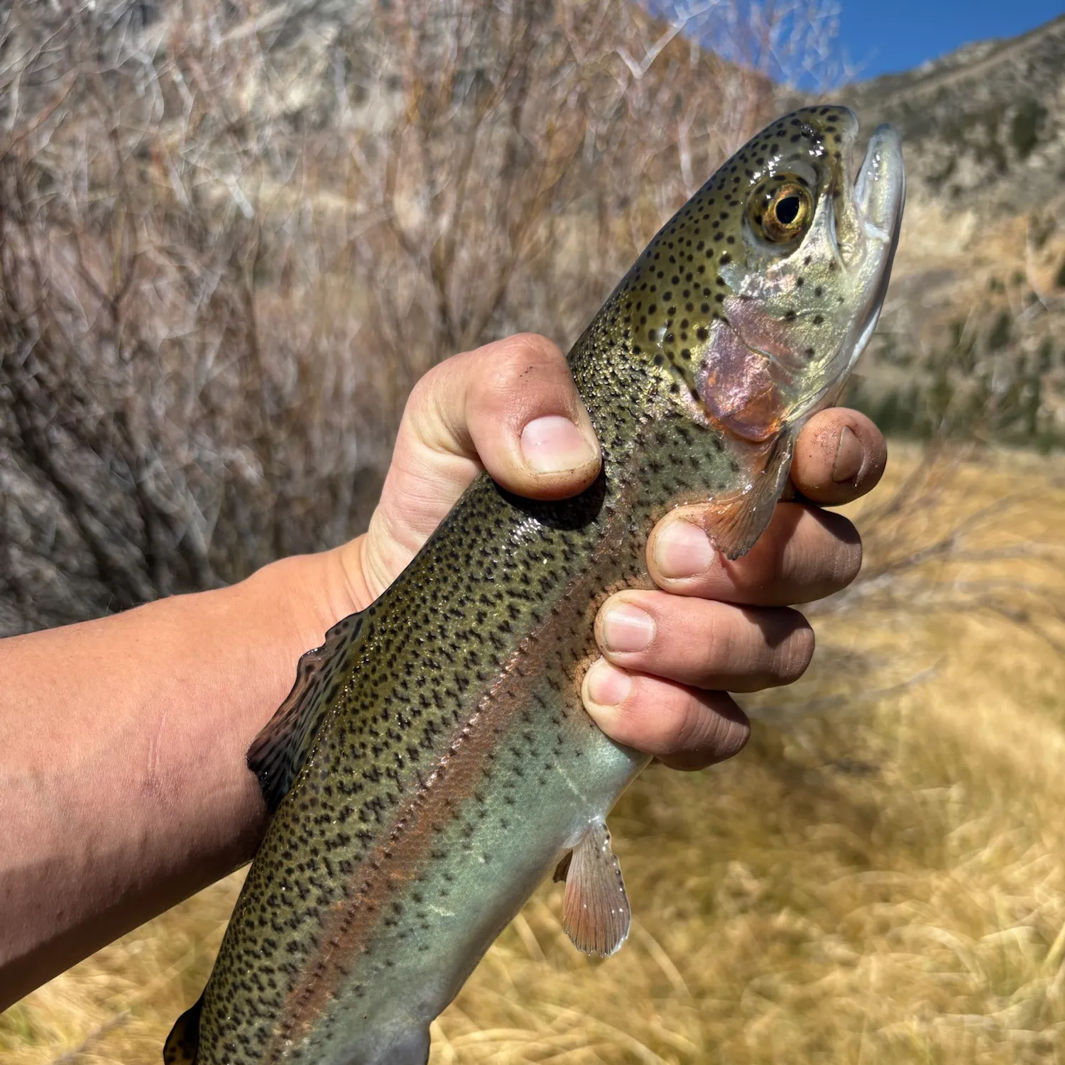 Rainbow trout caught on Fishbrain