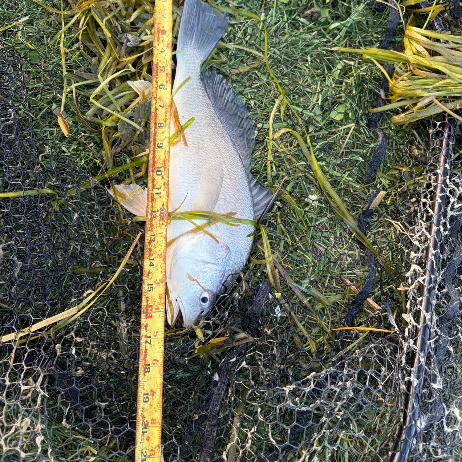 Freshwater drum caught on Fishbrain