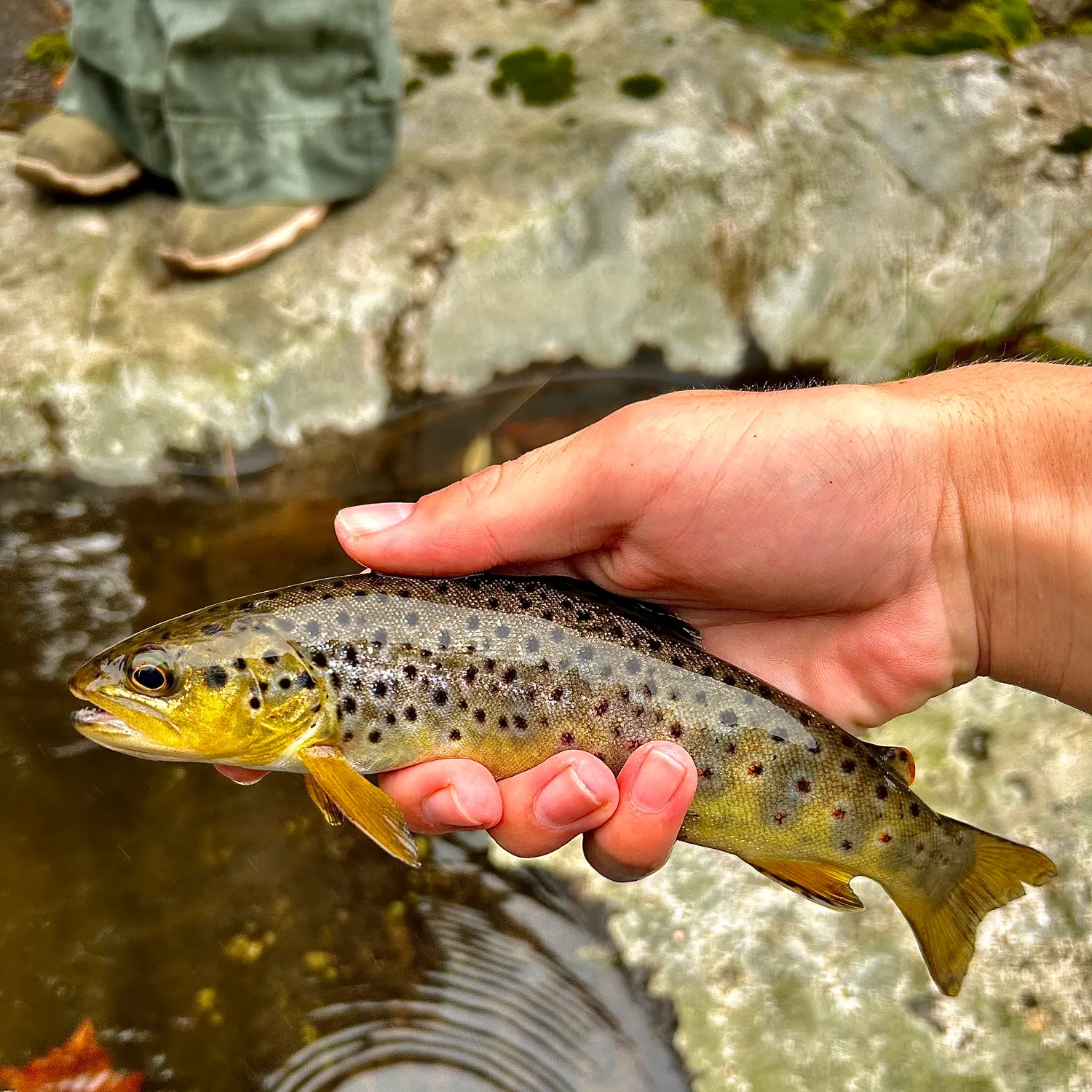 Brown trout caught on Fishbrain