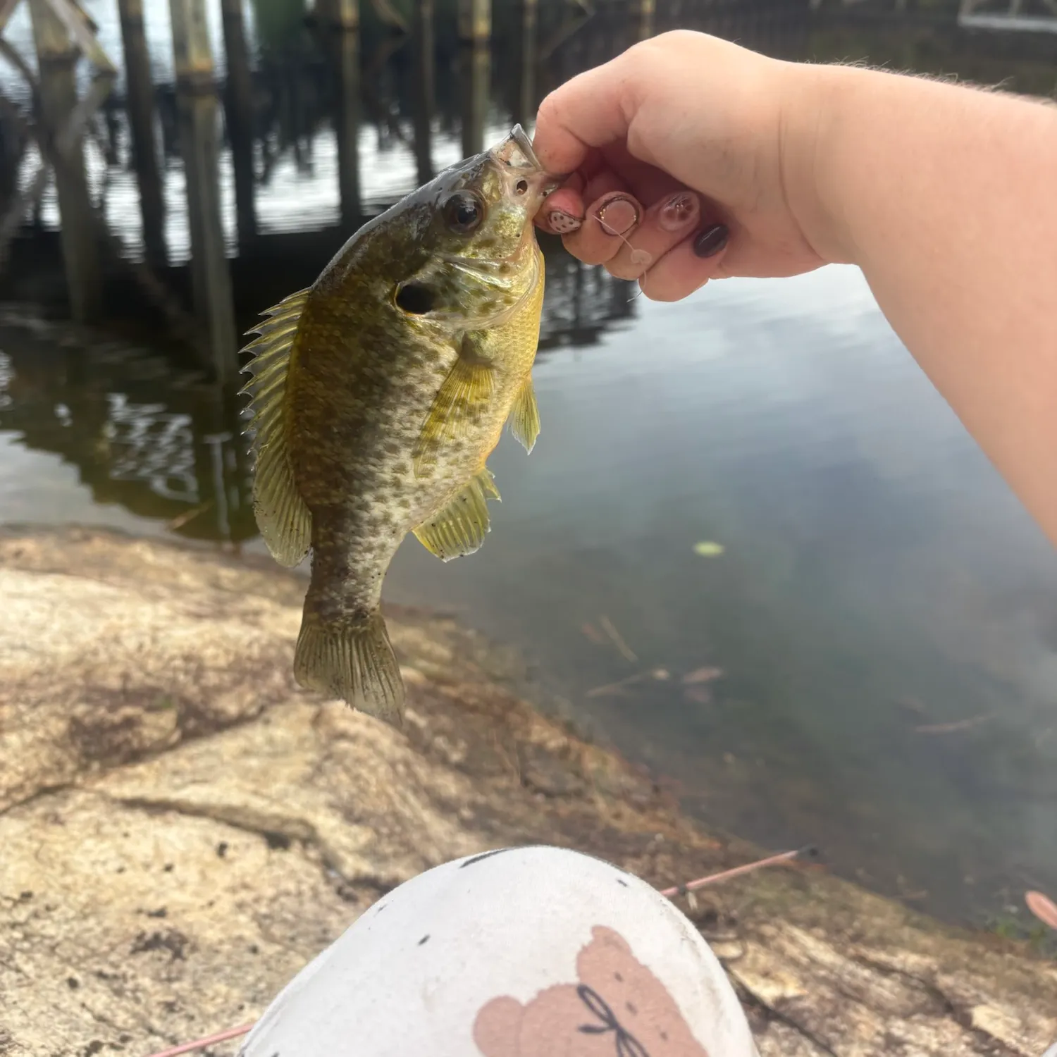 Fish caught on Fishbrain