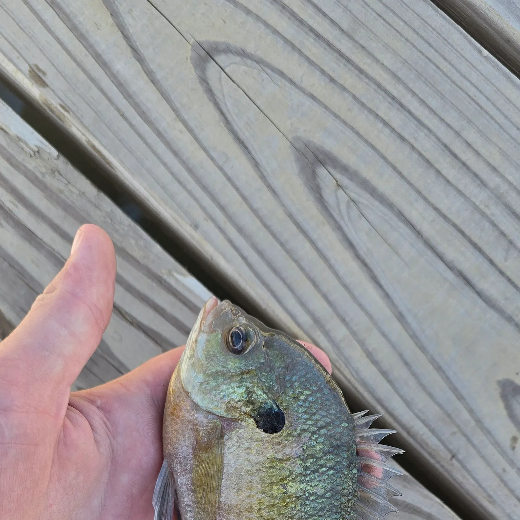 Bluegill caught on Fishbrain