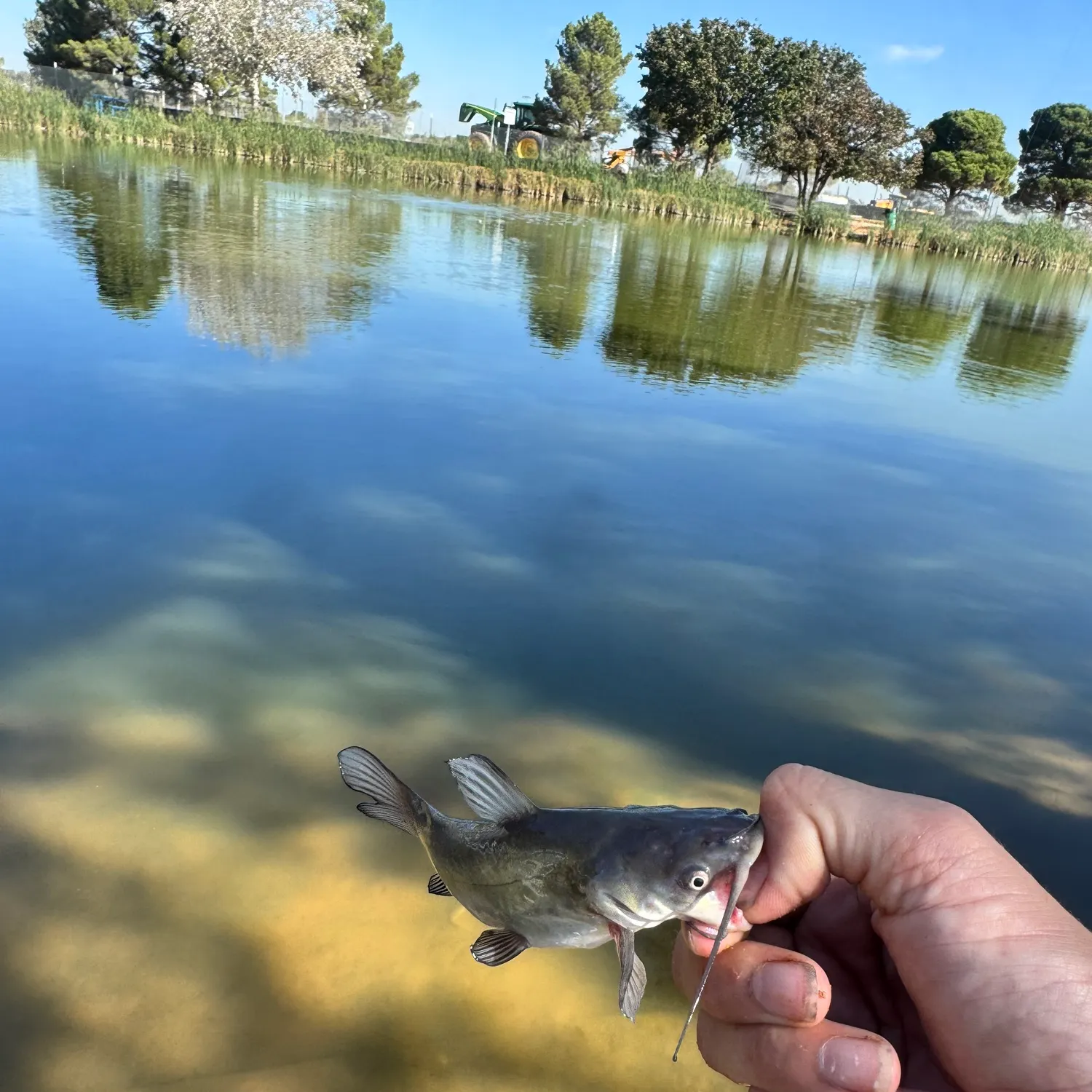 Black bullhead caught on Fishbrain