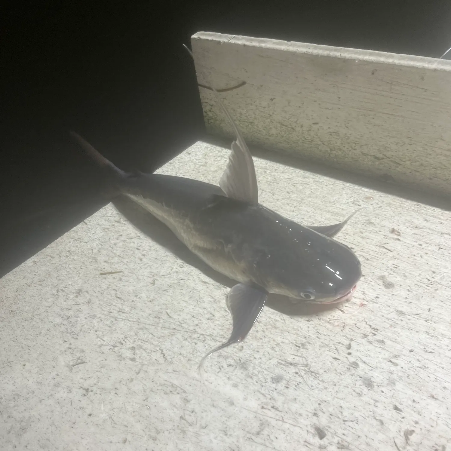 Gafftopsail sea catfish caught on Fishbrain