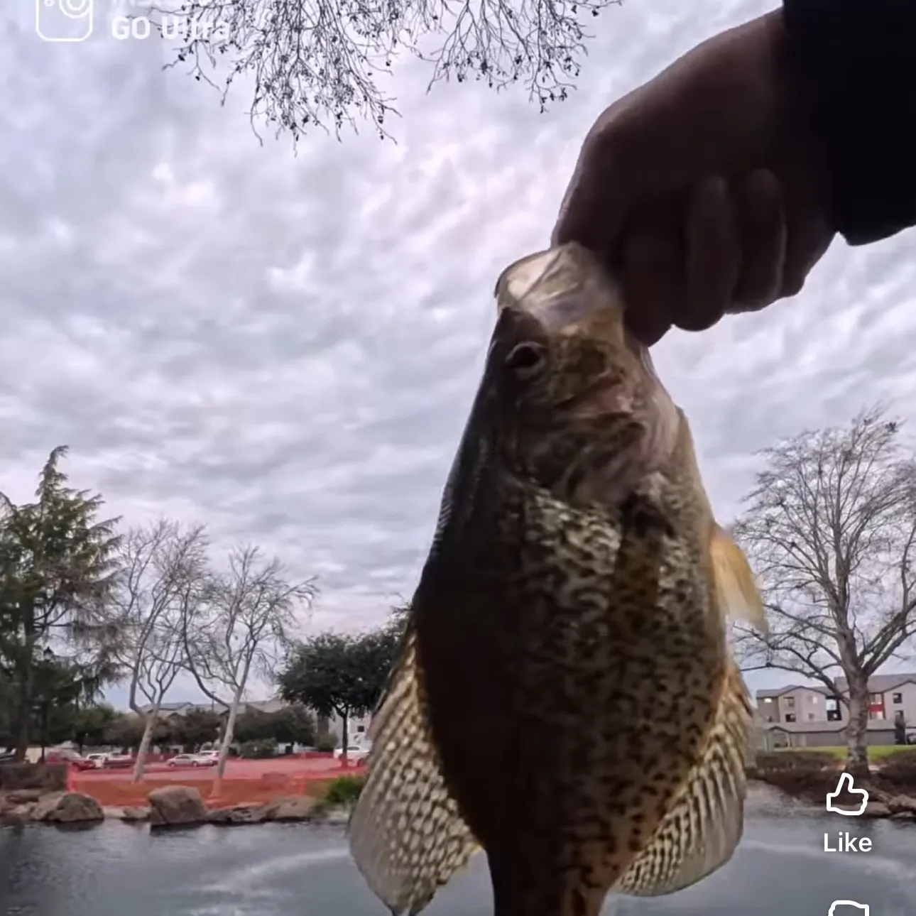 The most recent Black crappie catches on Fishbrain