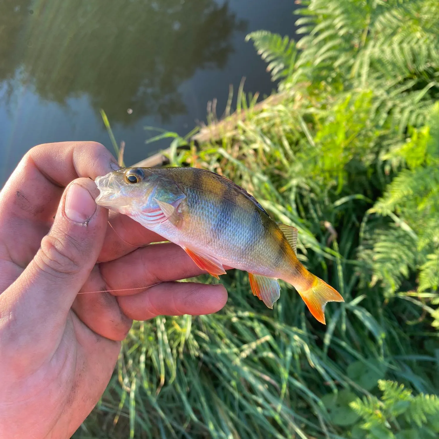 angler catch