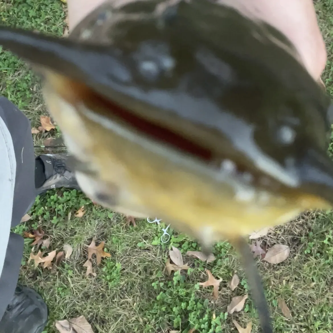 Brown bullhead caught on Fishbrain