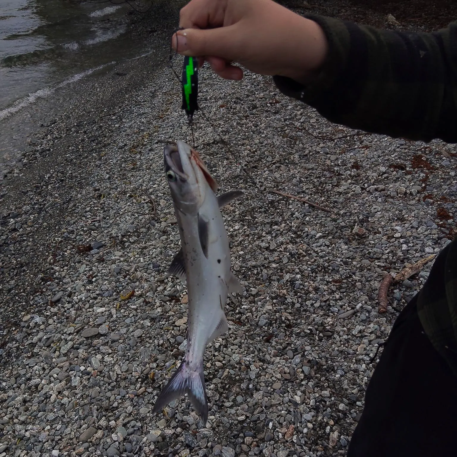 Chinook salmon caught on Fishbrain