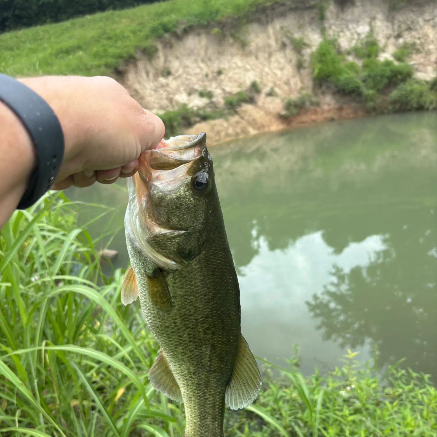 Largemouth bass caught on Fishbrain
