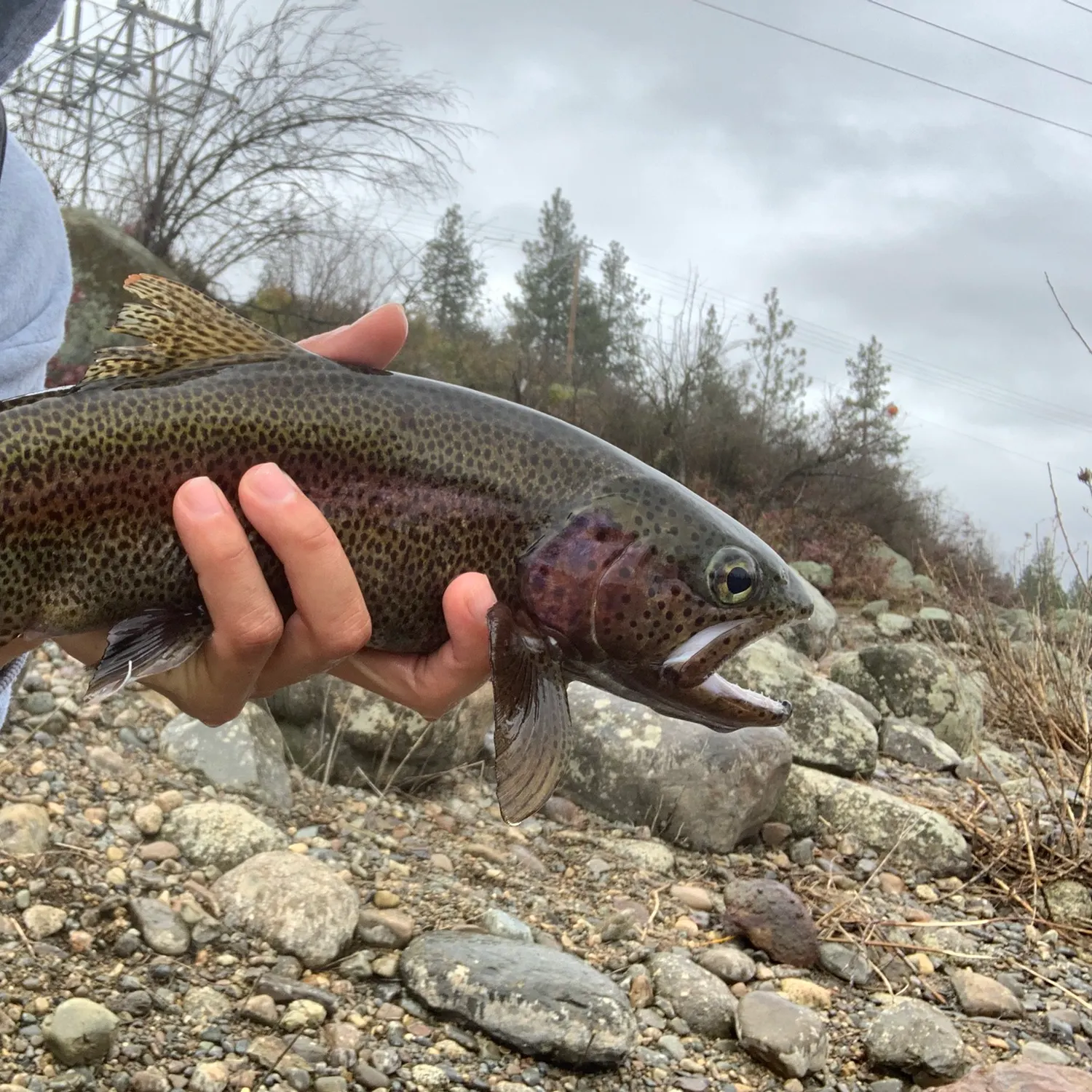 The most recent Great basin redband trout catches on Fishbrain