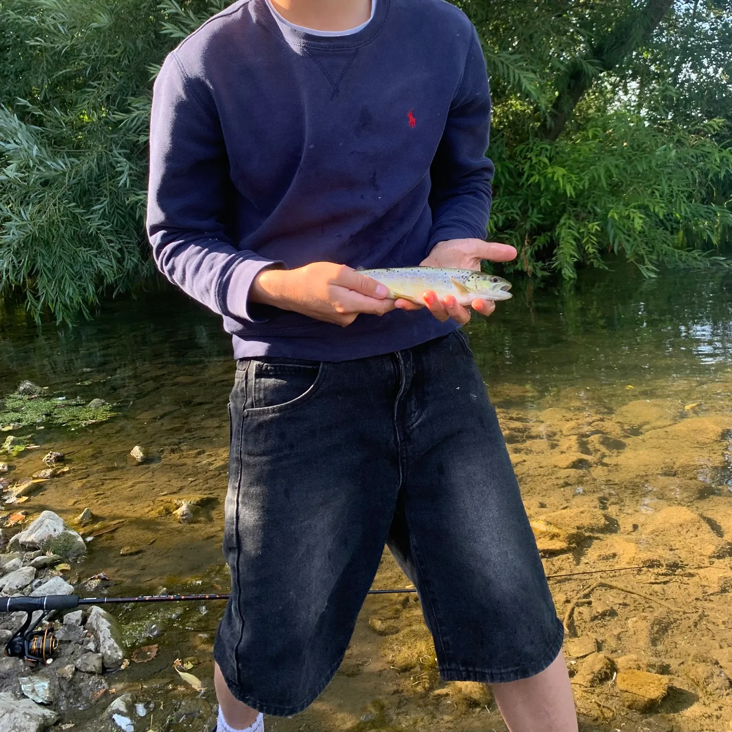 Brown trout caught on Fishbrain