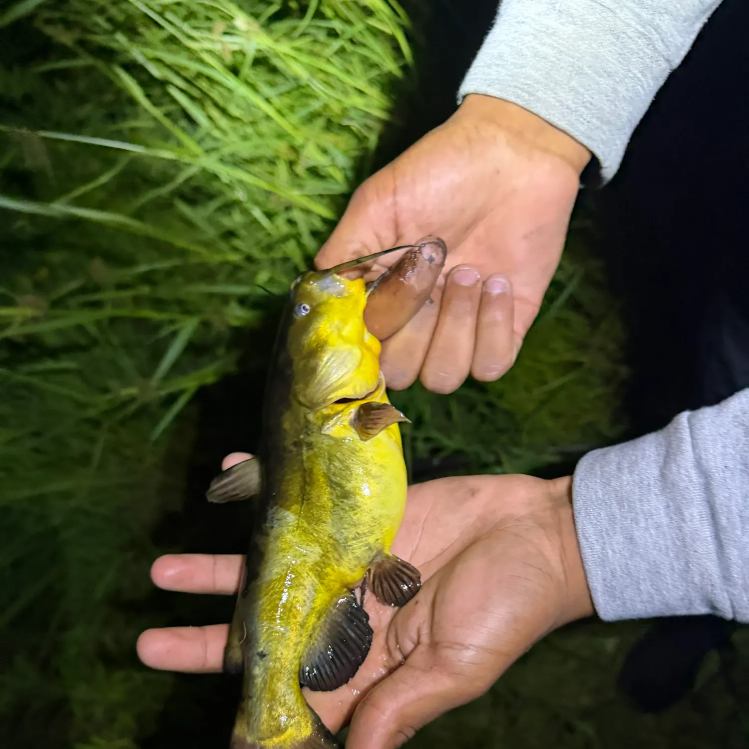 Yellow bullhead caught on Fishbrain