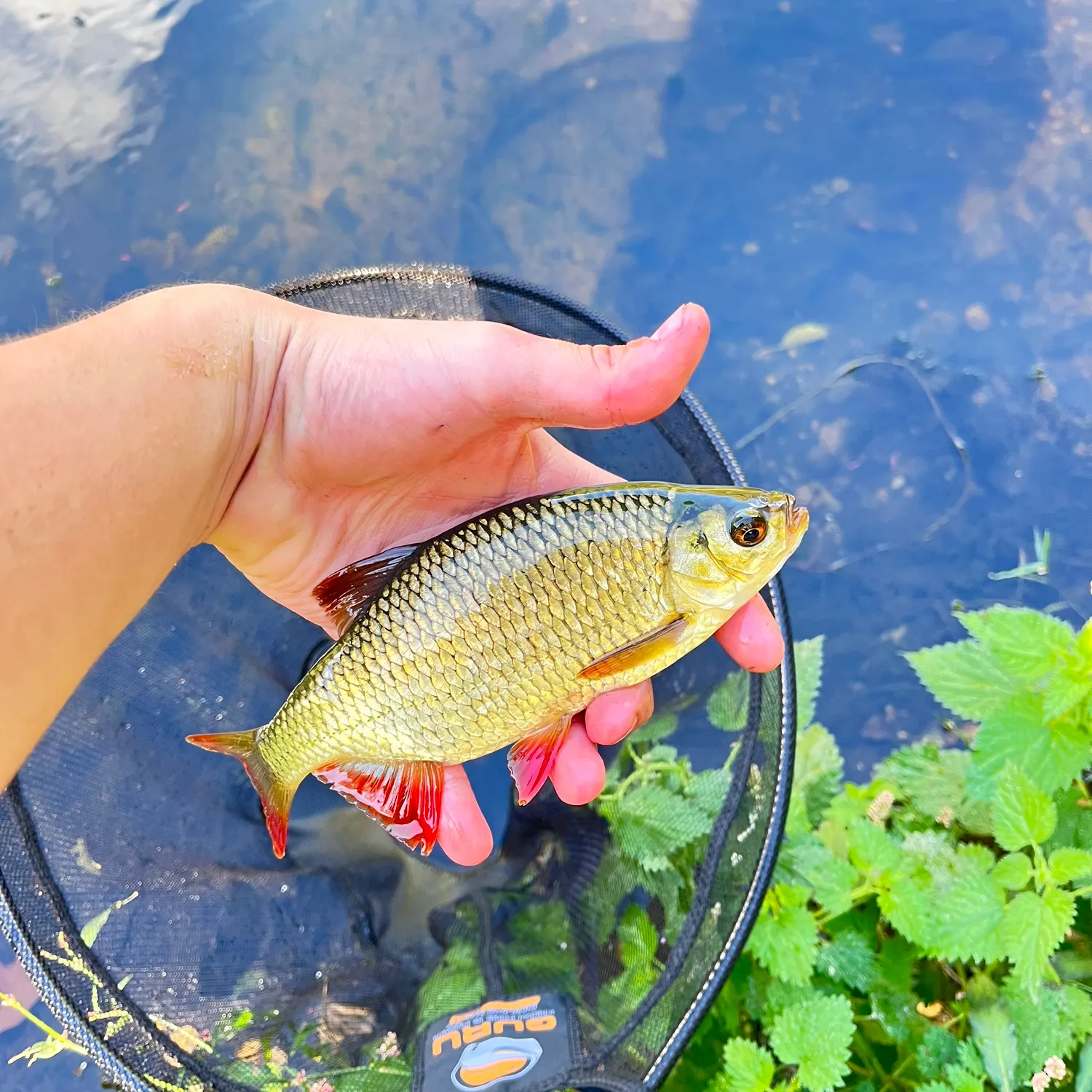 Common rudd caught on Fishbrain