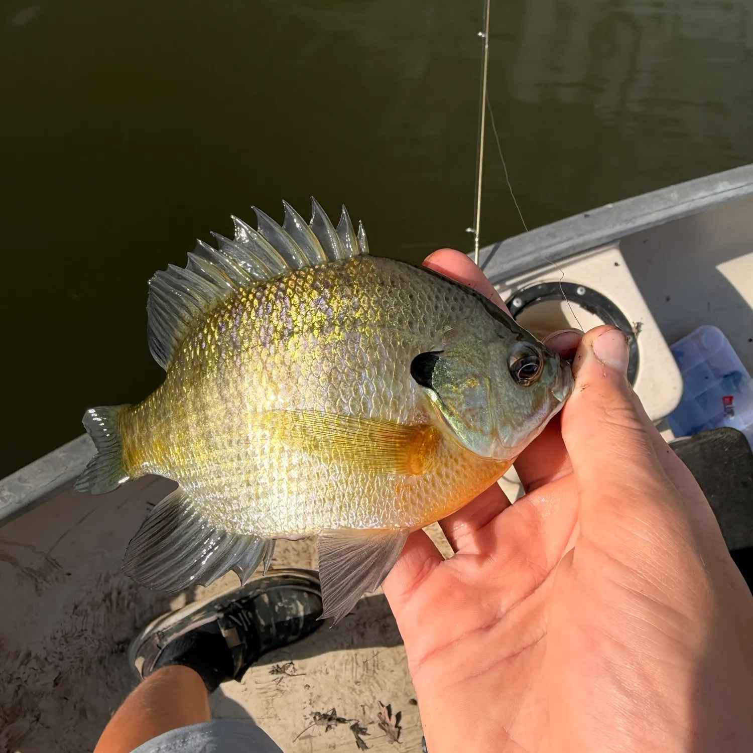 Bluegill caught on Fishbrain