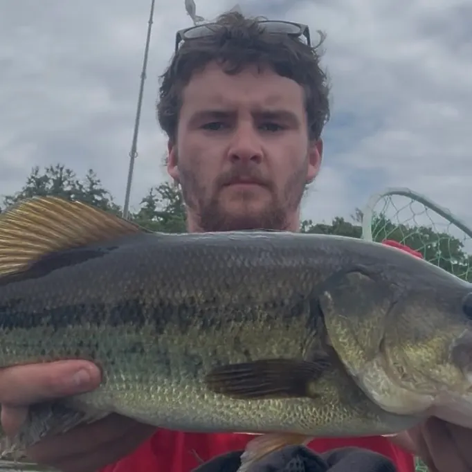 Largemouth bass caught on Fishbrain