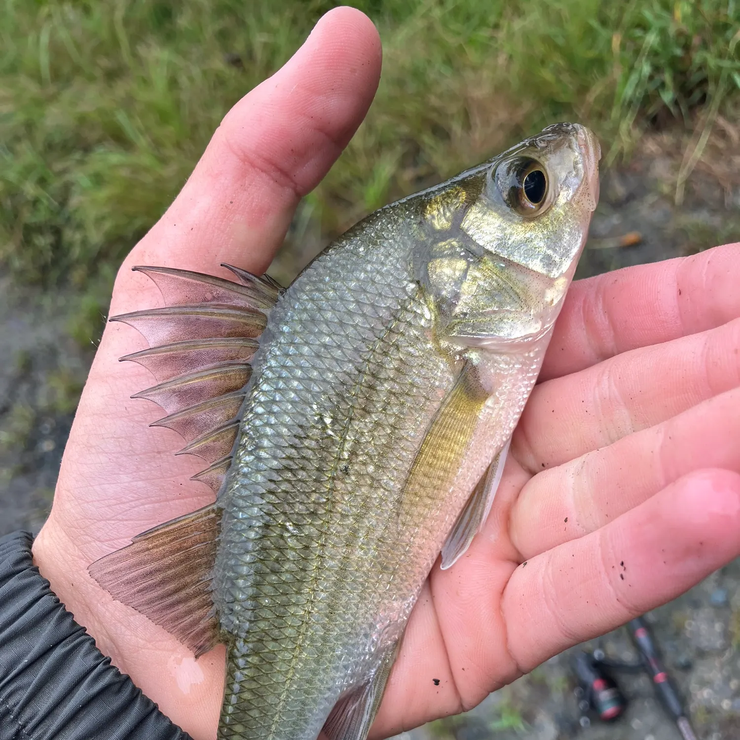 White perch caught on Fishbrain