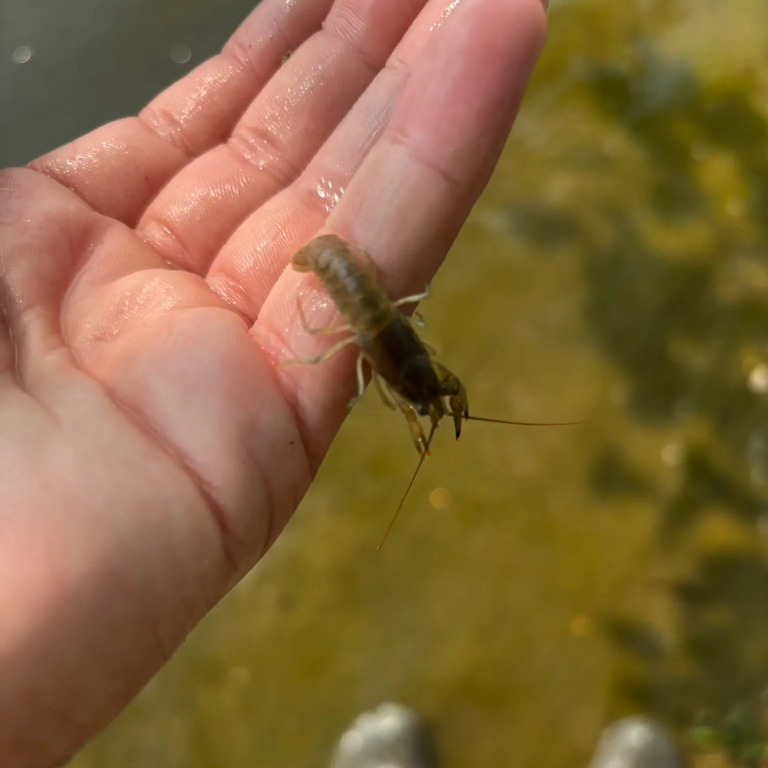 The most recent Northern clearwater crayfish catches on Fishbrain