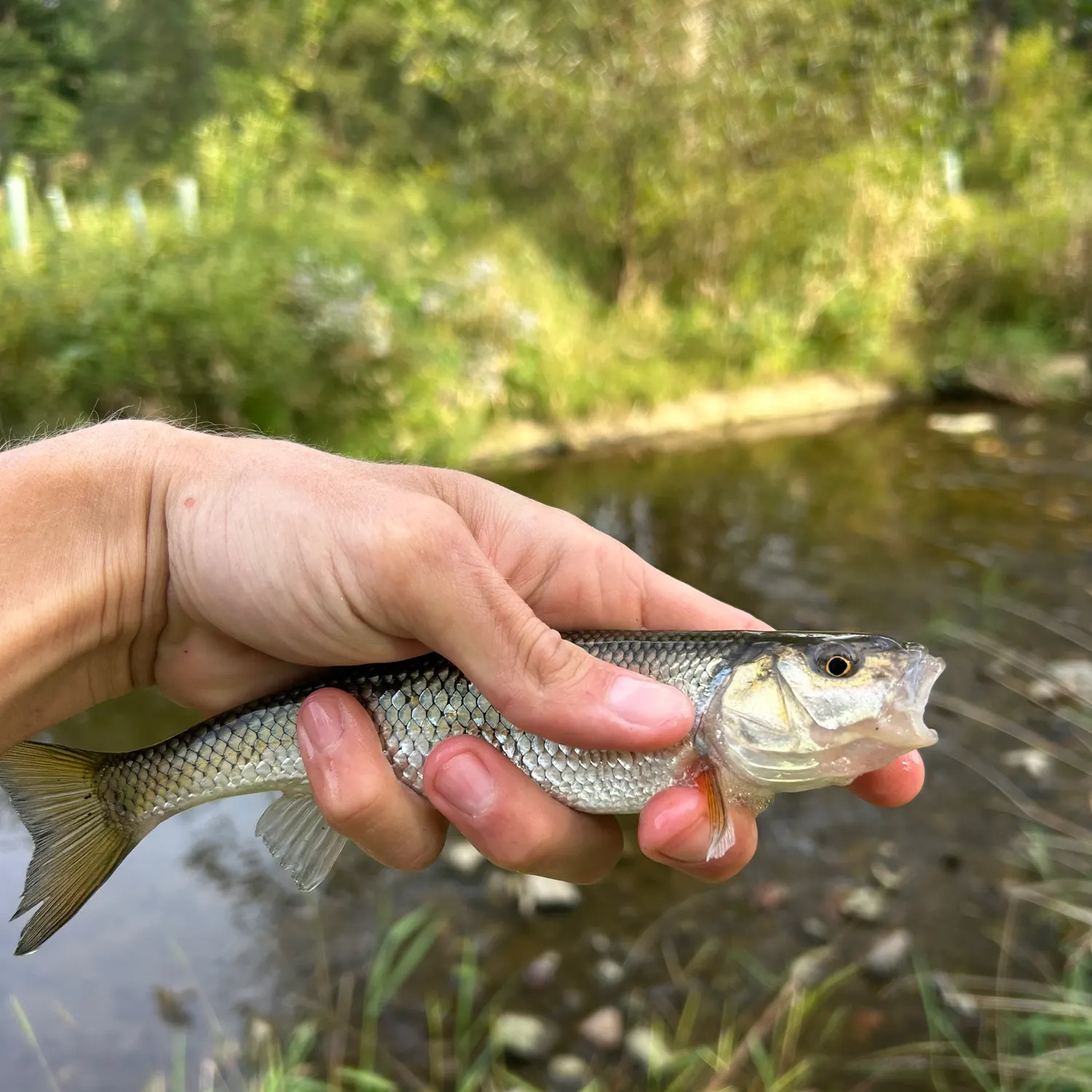 Fallfish caught on Fishbrain