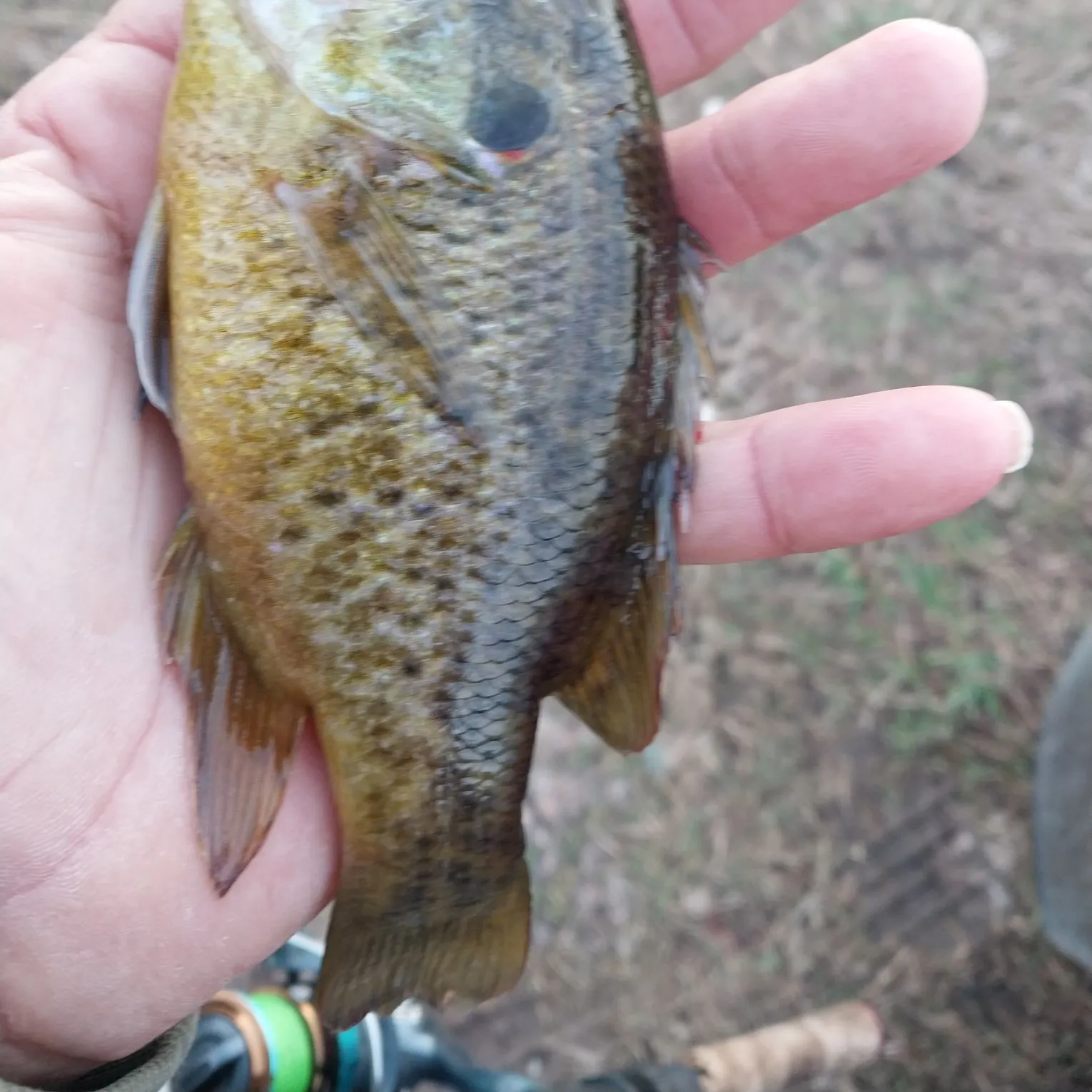 The most recent Warmouth catches on Fishbrain