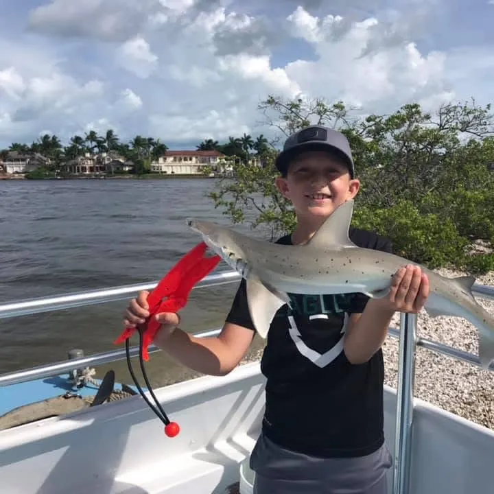 The most recent Bonnethead shark catches on Fishbrain
