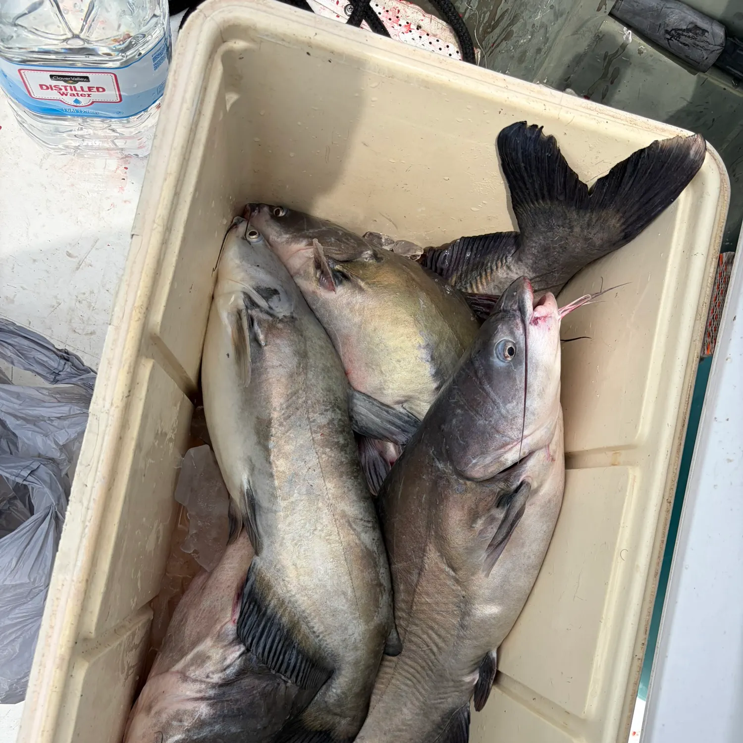 Blue catfish caught on Fishbrain