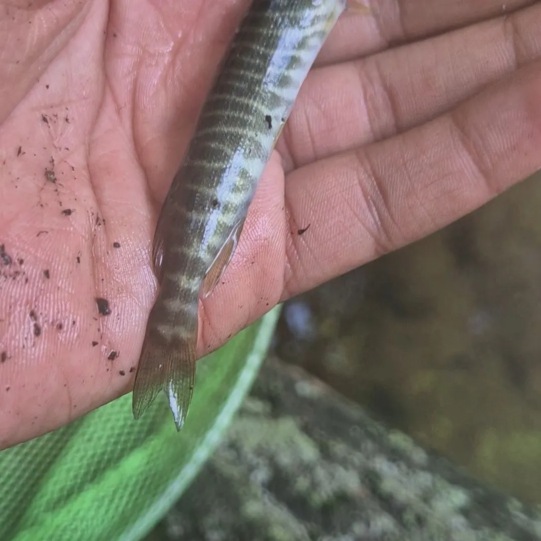 The most recent Redfin pickerel catches on Fishbrain