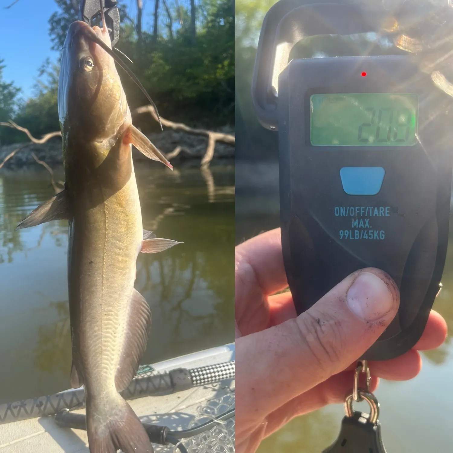 recently logged catches