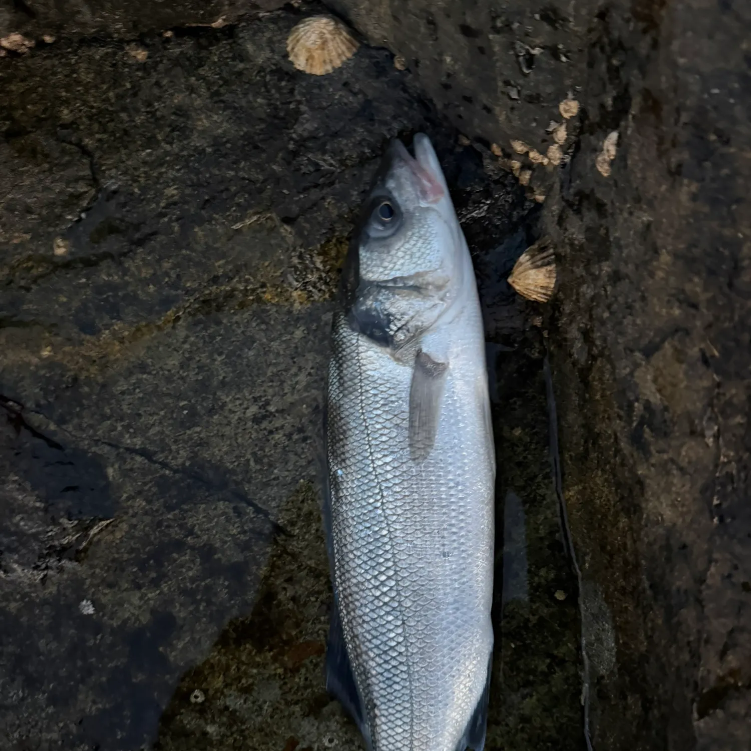 European seabass caught on Fishbrain
