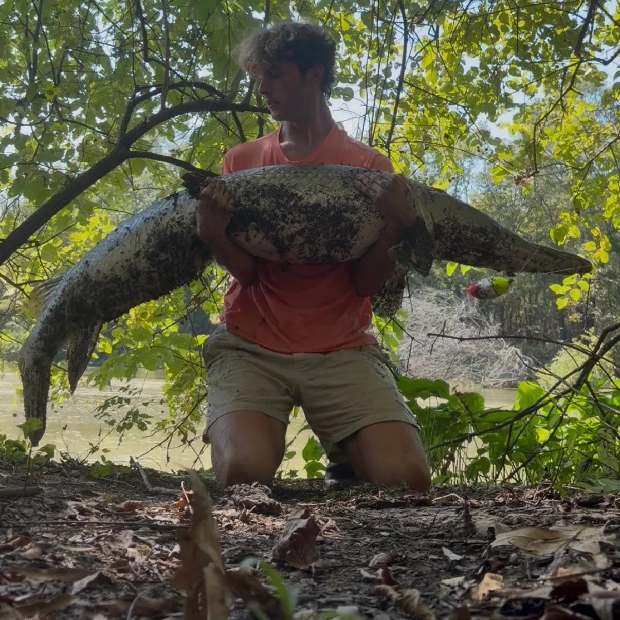 Alligator gar caught on Fishbrain