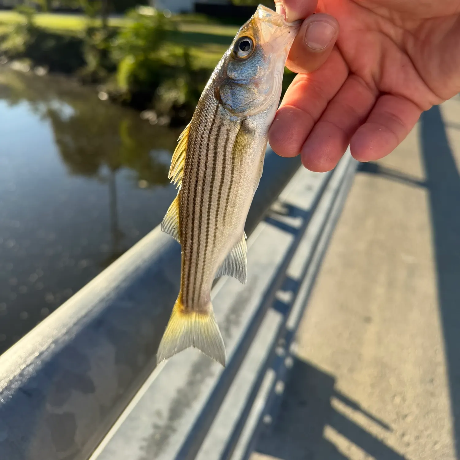 Striped bass caught on Fishbrain