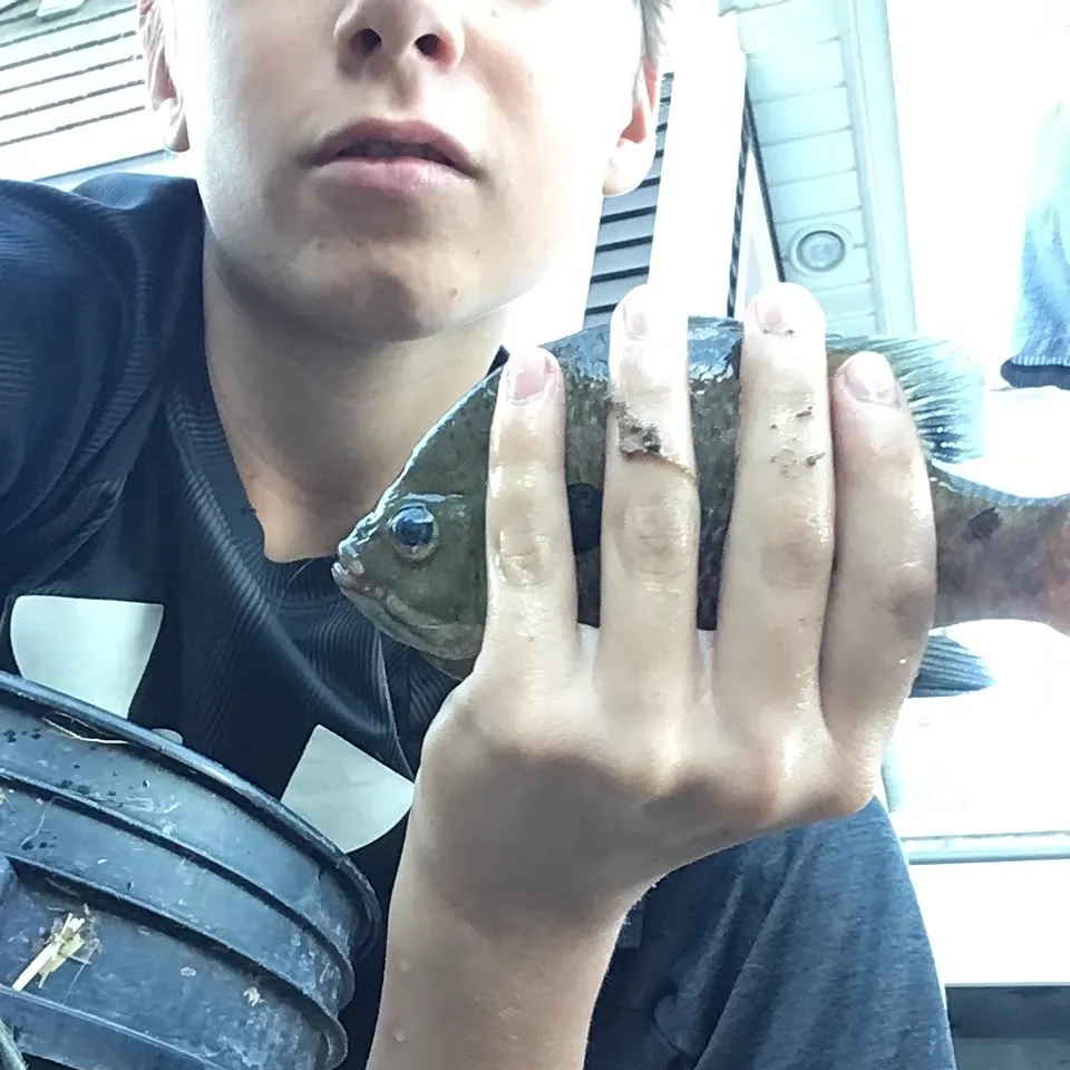 Pumpkinseed caught on Fishbrain