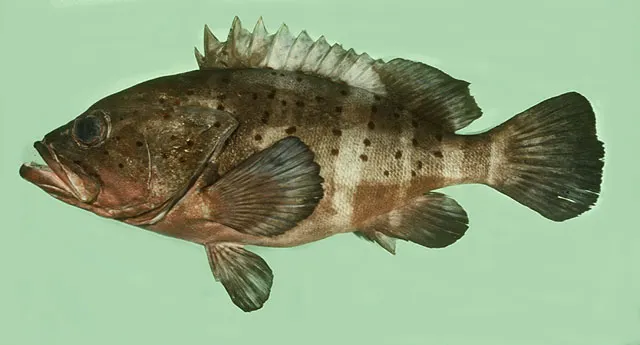 Banded grouper