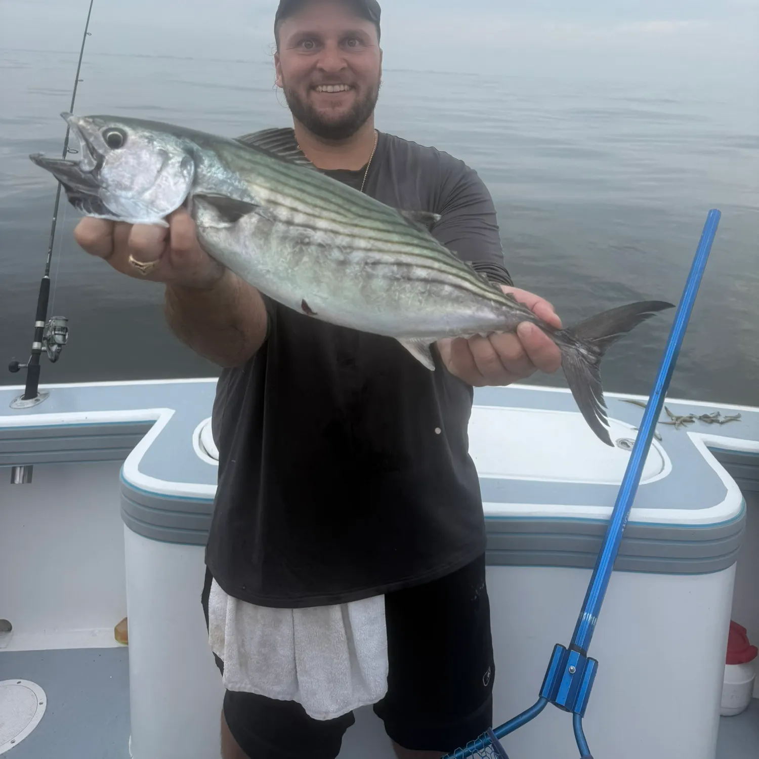 Atlantic bonito caught on Fishbrain
