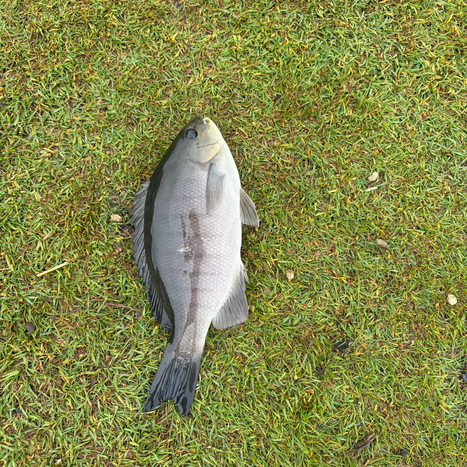 The most recent Luderick catches on Fishbrain