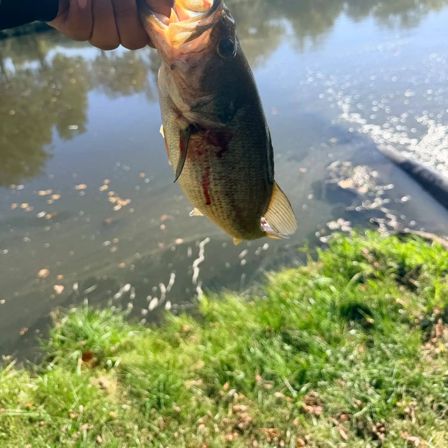 Largemouth bass caught on Fishbrain