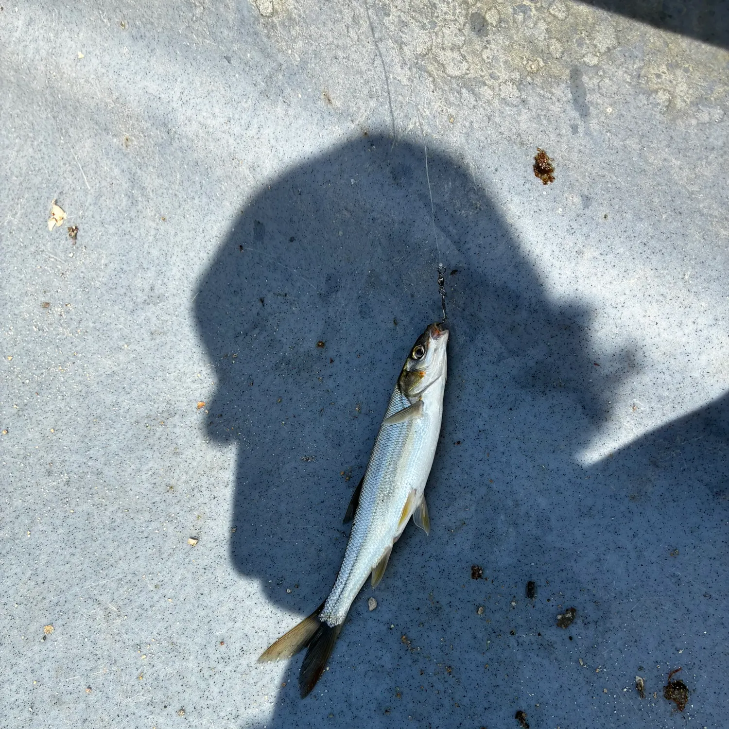 The most recent Peamouth catches on Fishbrain