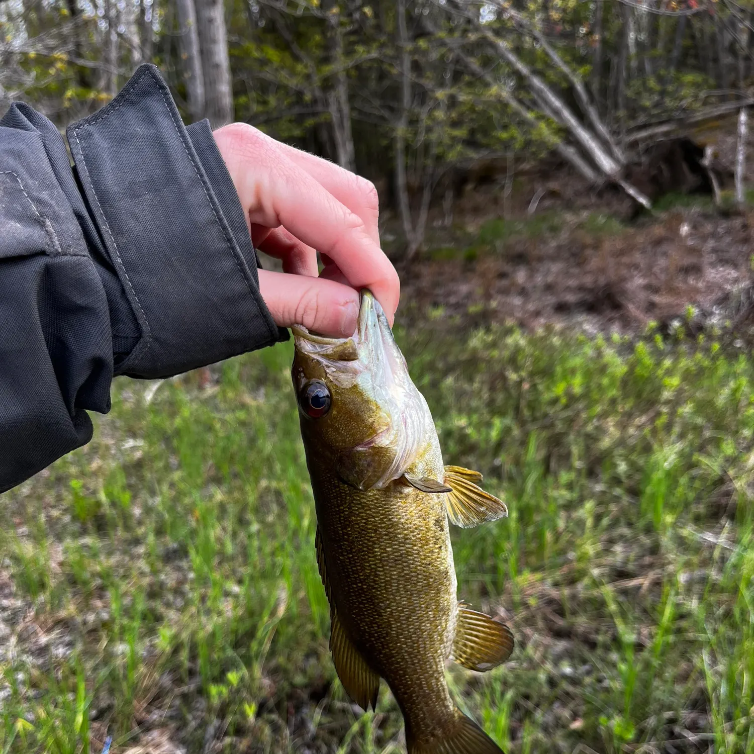 Smallmouth bass caught on Fishbrain