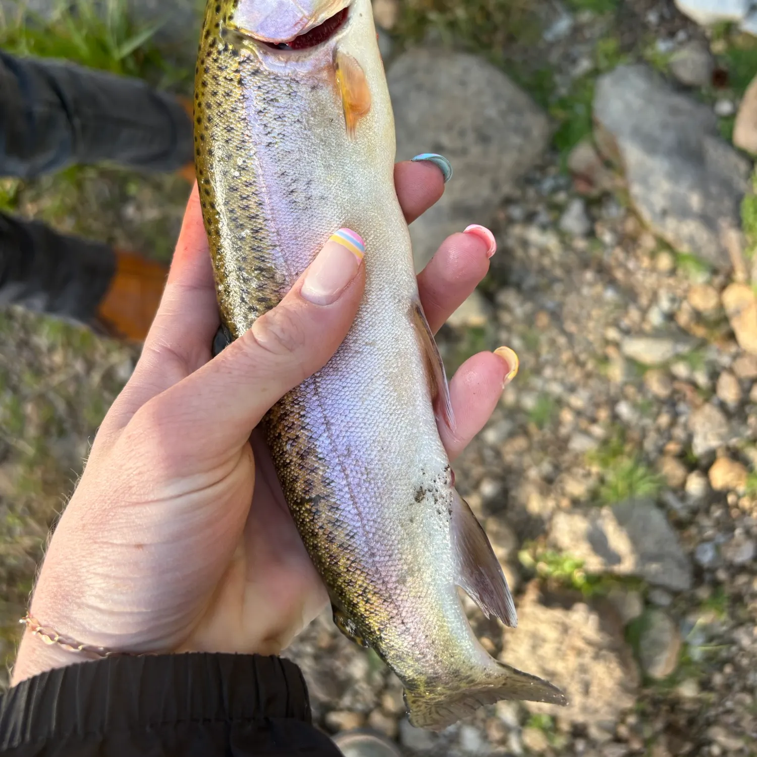 Rainbow trout caught on Fishbrain