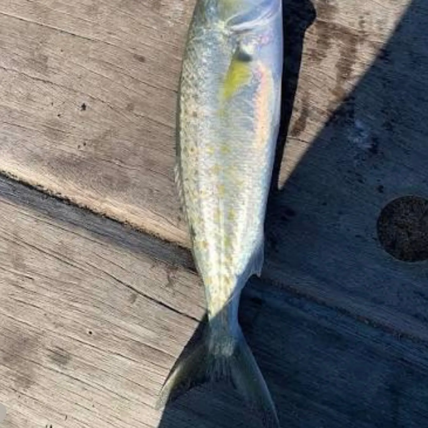 The most recent Western Australian salmon catches on Fishbrain