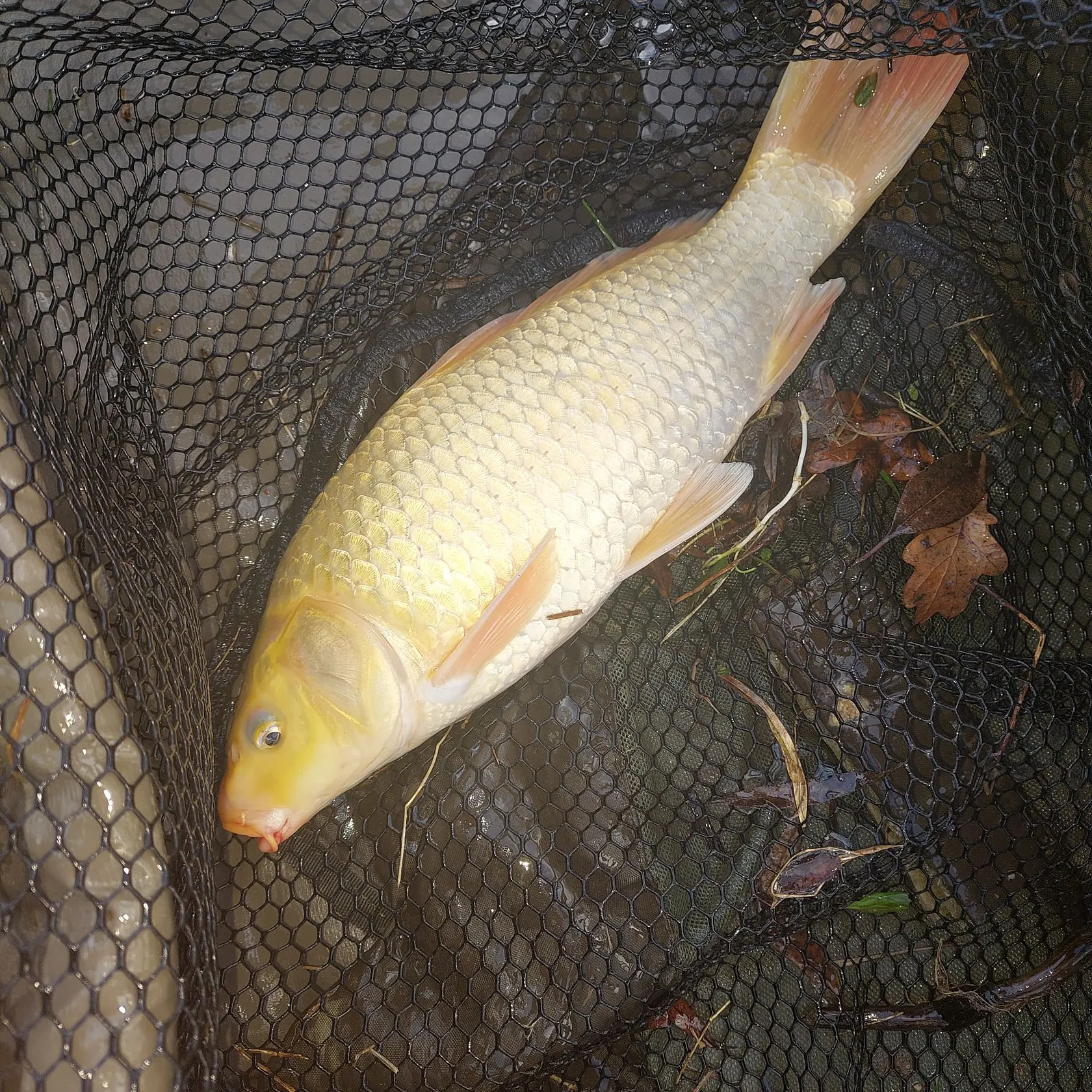 The most recent Ghost carp catches on Fishbrain